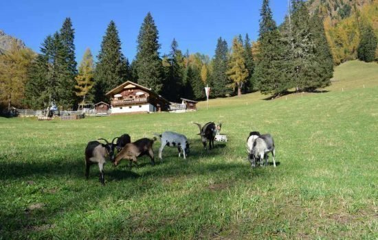 Kradorferhof a S. Maddalena / Val Casies - Alto Adige