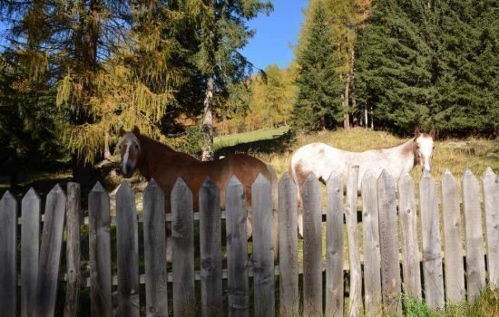 Kradorferhof a S. Maddalena / Val Casies - Alto Adige