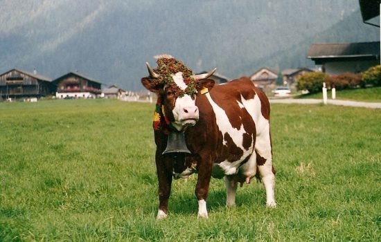 Unbeschwertes Familienerlebnis auf dem Bauernhof